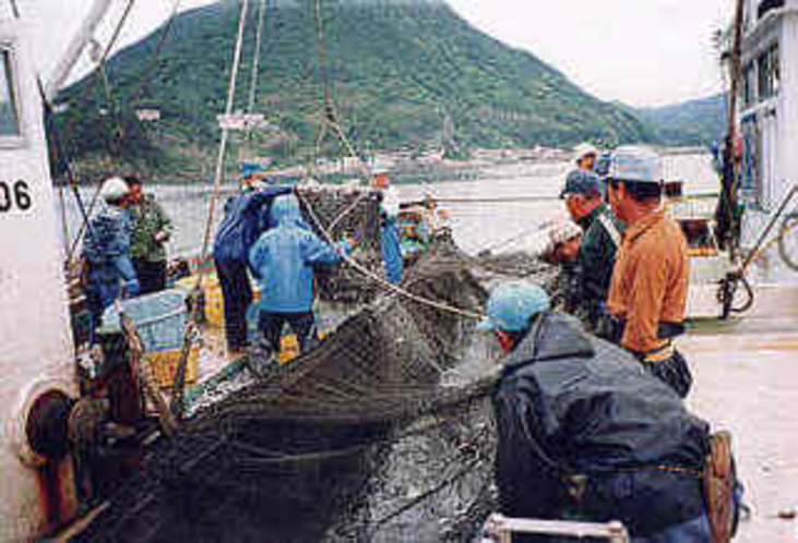 地元定置網水揚げ