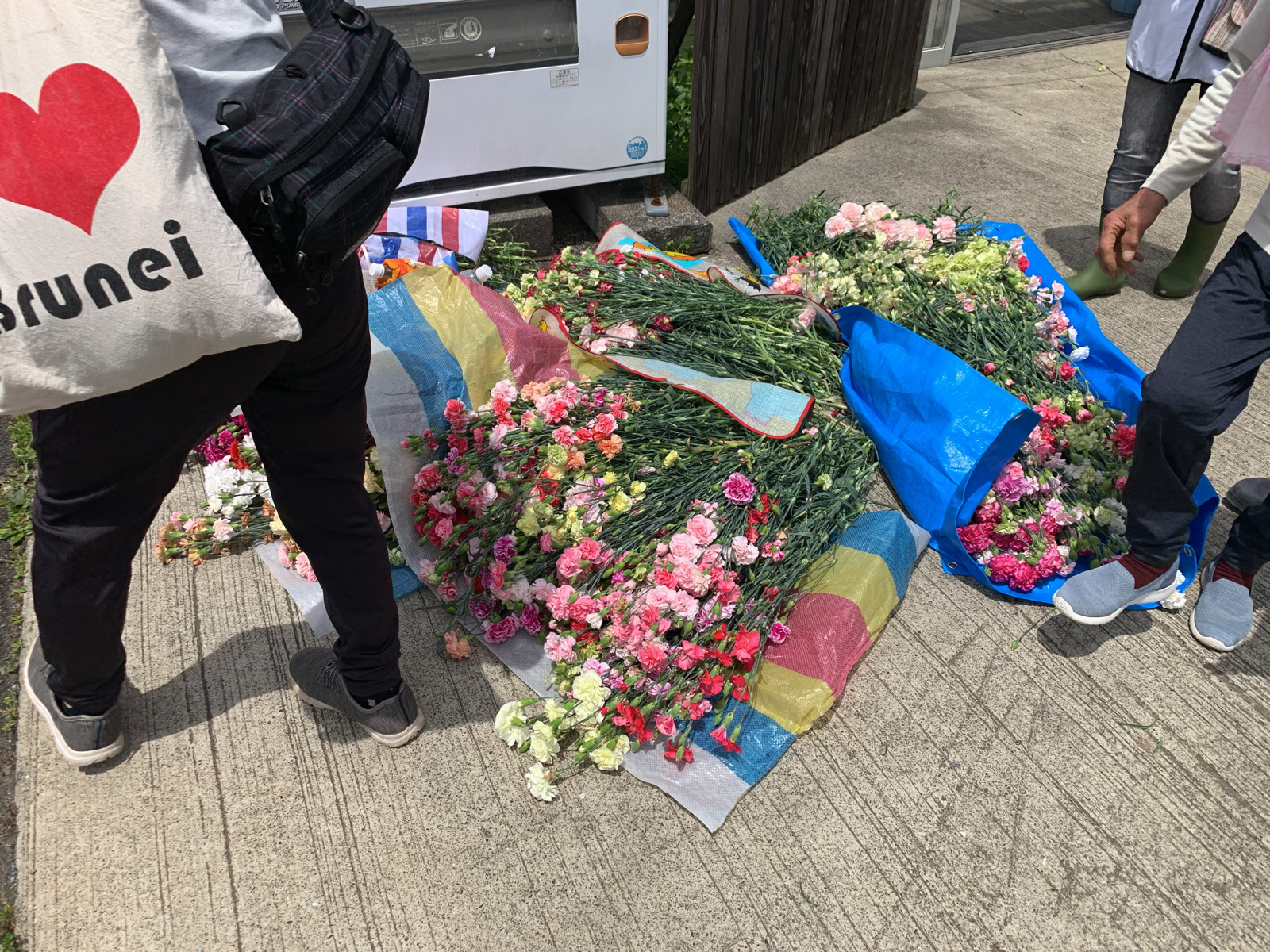 カーネーション農家援農ツアー