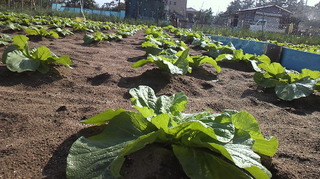 自家製野菜を作る農園