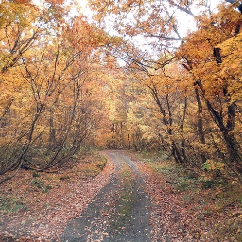 秋の林道、キノコ狩りなどの時歩きます