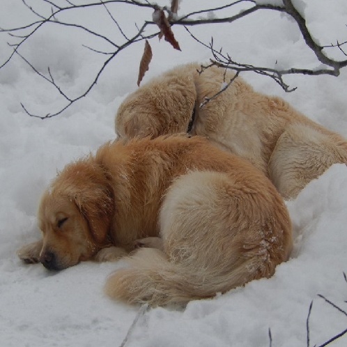 雪の中で眠る　ホスタスタッフ
