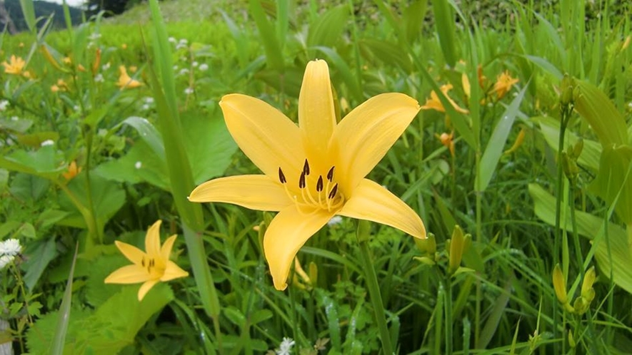 *ニッコウキスゲ。花はラッパ状に開き、直径は7センチほどの大きさ。【片品村観光協会　提供】