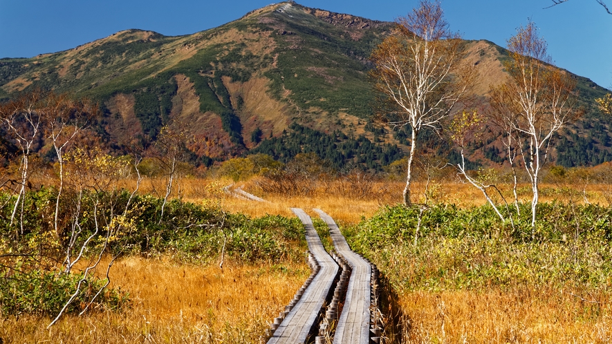 **初秋の至仏山。湿原一帯の草が金色に光り輝く草紅葉は山の紅葉とは違った趣きがあります。