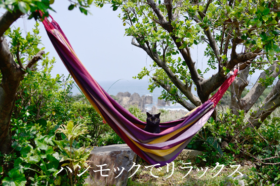 写真6