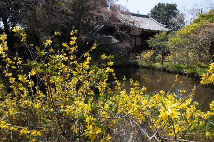 不退寺（業平寺）　徒歩約１５分　2017.4.4撮影