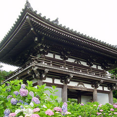 観音寺のあじさい（福知山）
