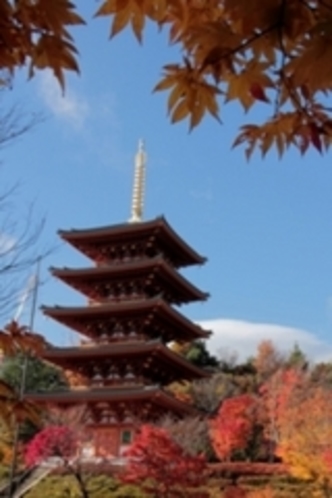 西国巡礼第２８番札所成相寺の紅葉