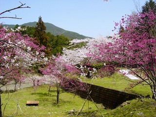 春の森ｶﾞ内