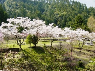 千本桜