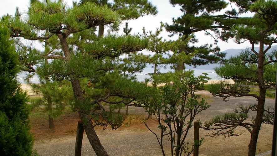 *【白い砂丘に広がる松林】当館の目の前は白浜青松の海水浴場です。