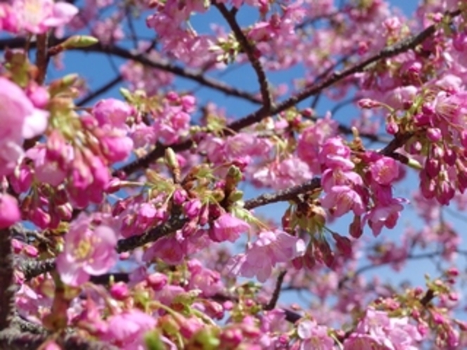 宿周辺の桜