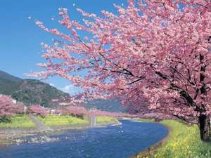 ２月から３月に見ごろを迎える河津桜