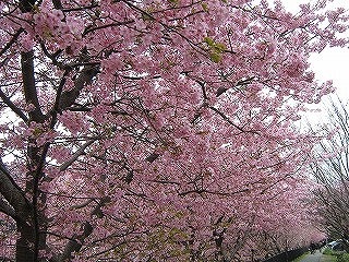 Ｈ２２年２月　河津桜