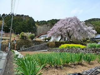 船原しだれ桜