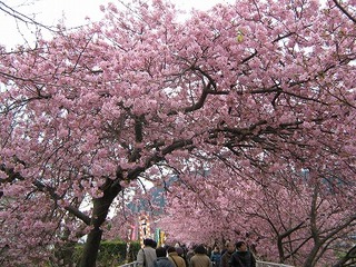 Ｈ２２年２月河津桜