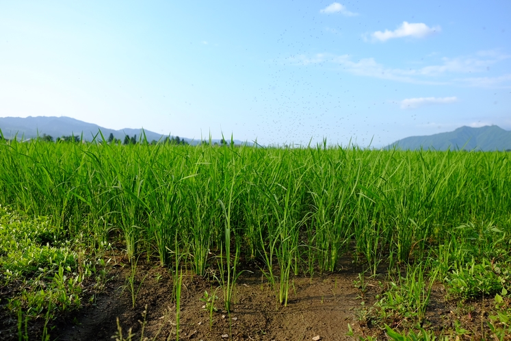 初夏の田んぼ