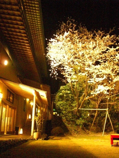 2011.夜桜