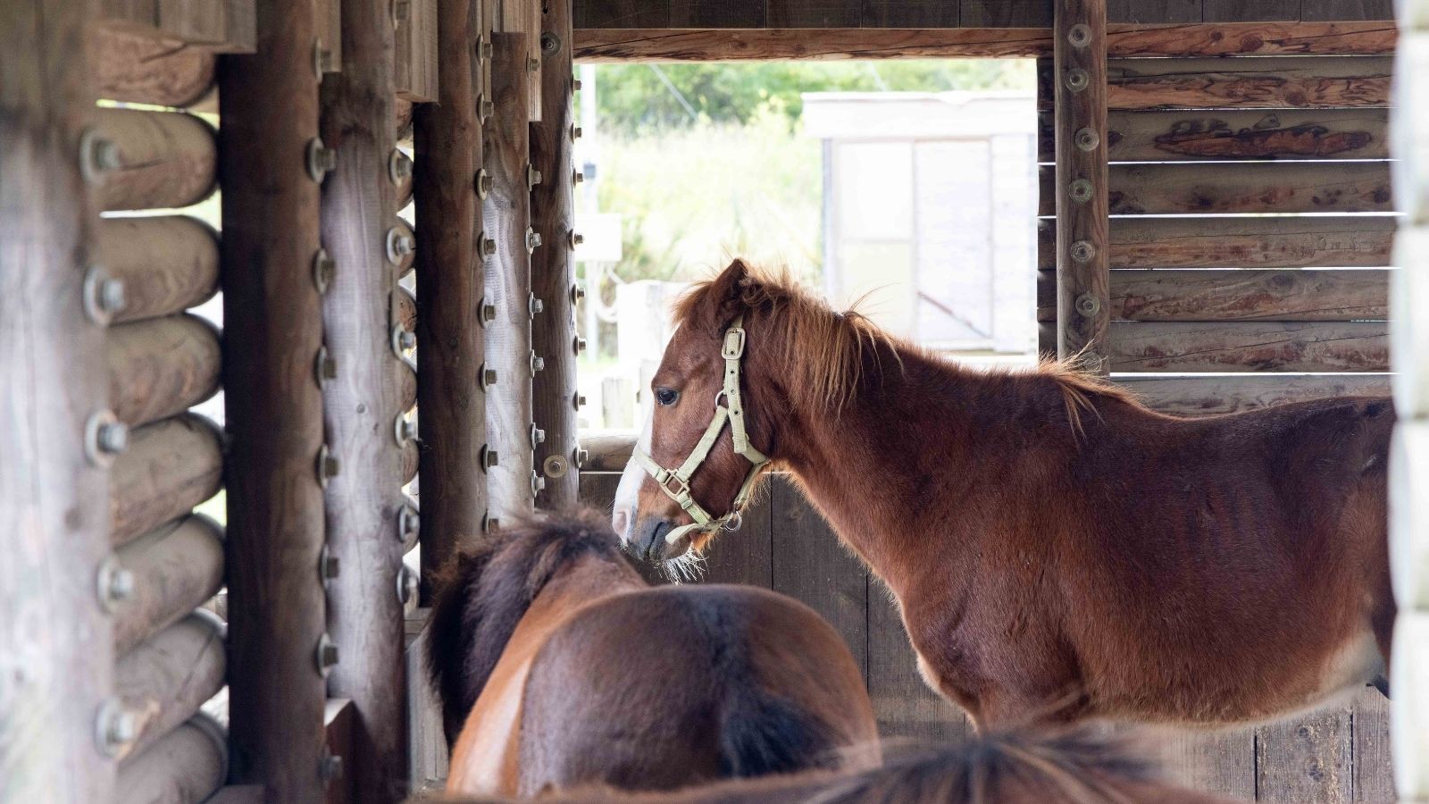 ふれあい動物の森
