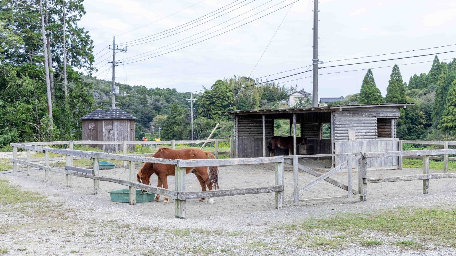 ふれあい動物の森