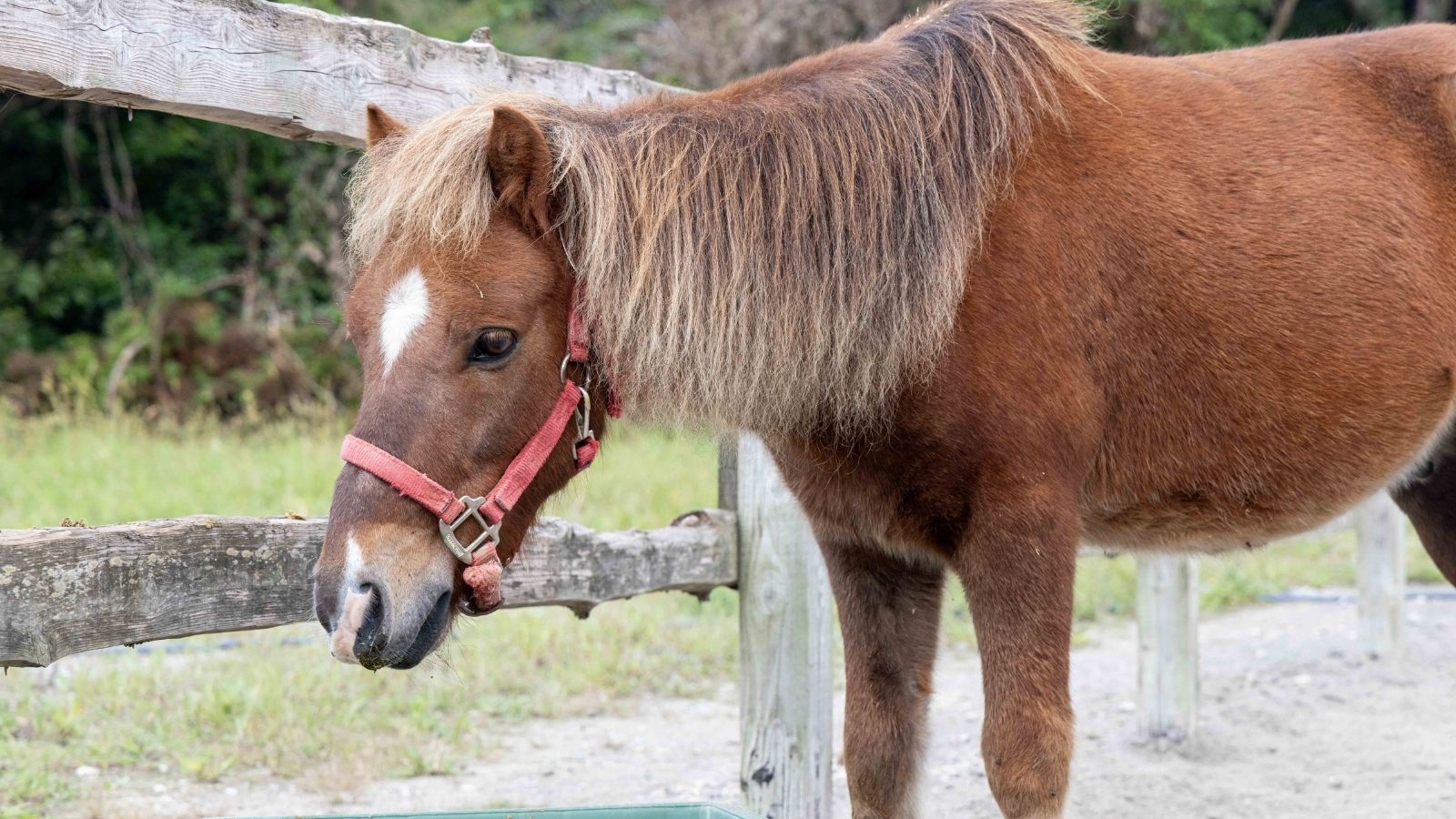 ふれあい動物の森