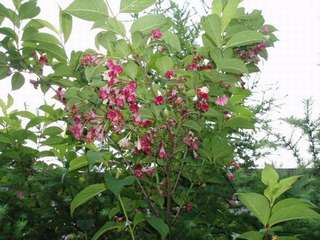 ホテル周辺で咲く花⑨