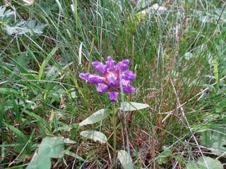 ホテル周辺で咲く花⑥