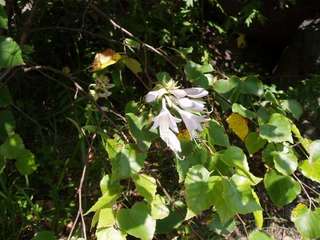 ホテル周辺で咲く花②