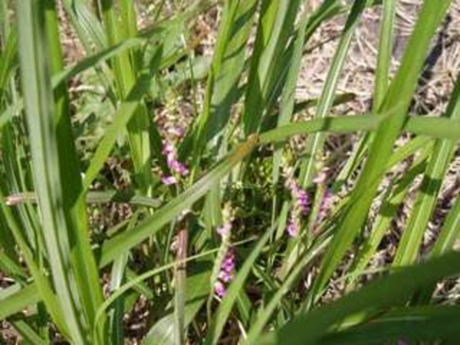 ホテル周辺で咲く花④