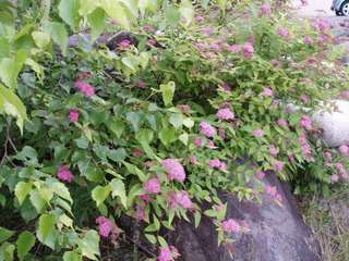 ホテル周辺で咲く花⑧