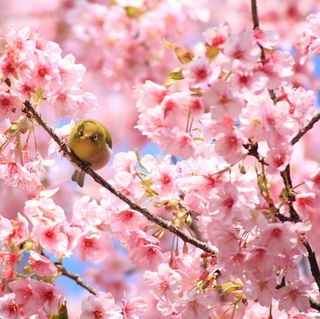 河津桜　濃いピンクの花びらがかわいい♪