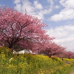 河津桜　菜の花の黄色とピンクが春を感じさせます♪