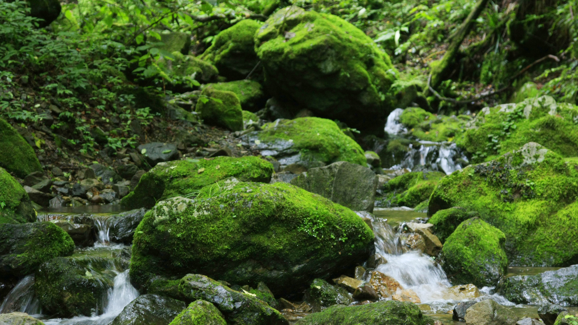 ≪ロックガーデン≫御岳山駅からの周回コースで、苔むした岩肌と木々の緑が美しいハイキングコースです