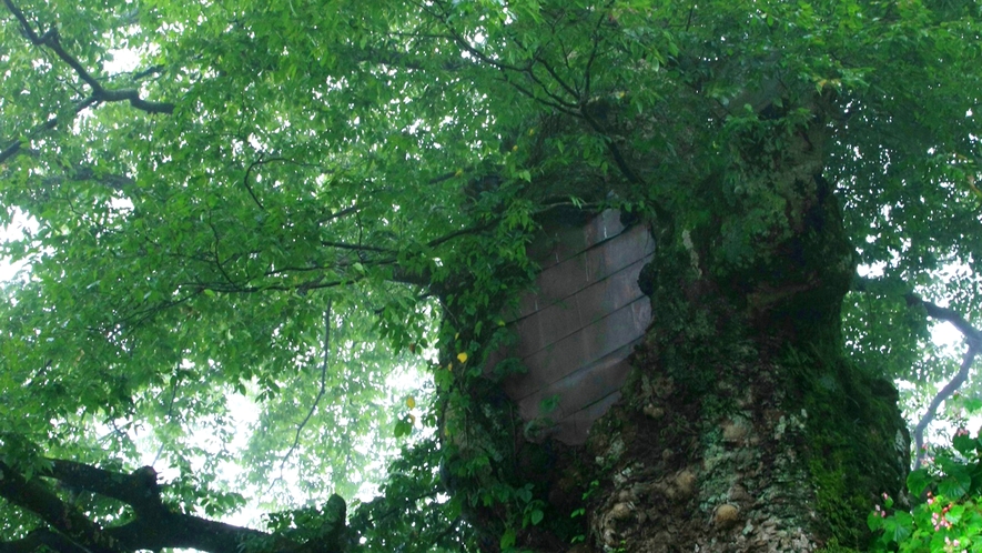 ≪御岳の神代欅≫武蔵御嶽神社の参道にある国の天然記念物に指定されている欅です