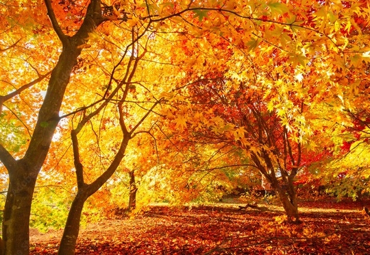 【50歳以上＆平日＆室数限定】通常より最大15％OFFの平日最安値プラン《ビュッフェ朝食＆夕食付》