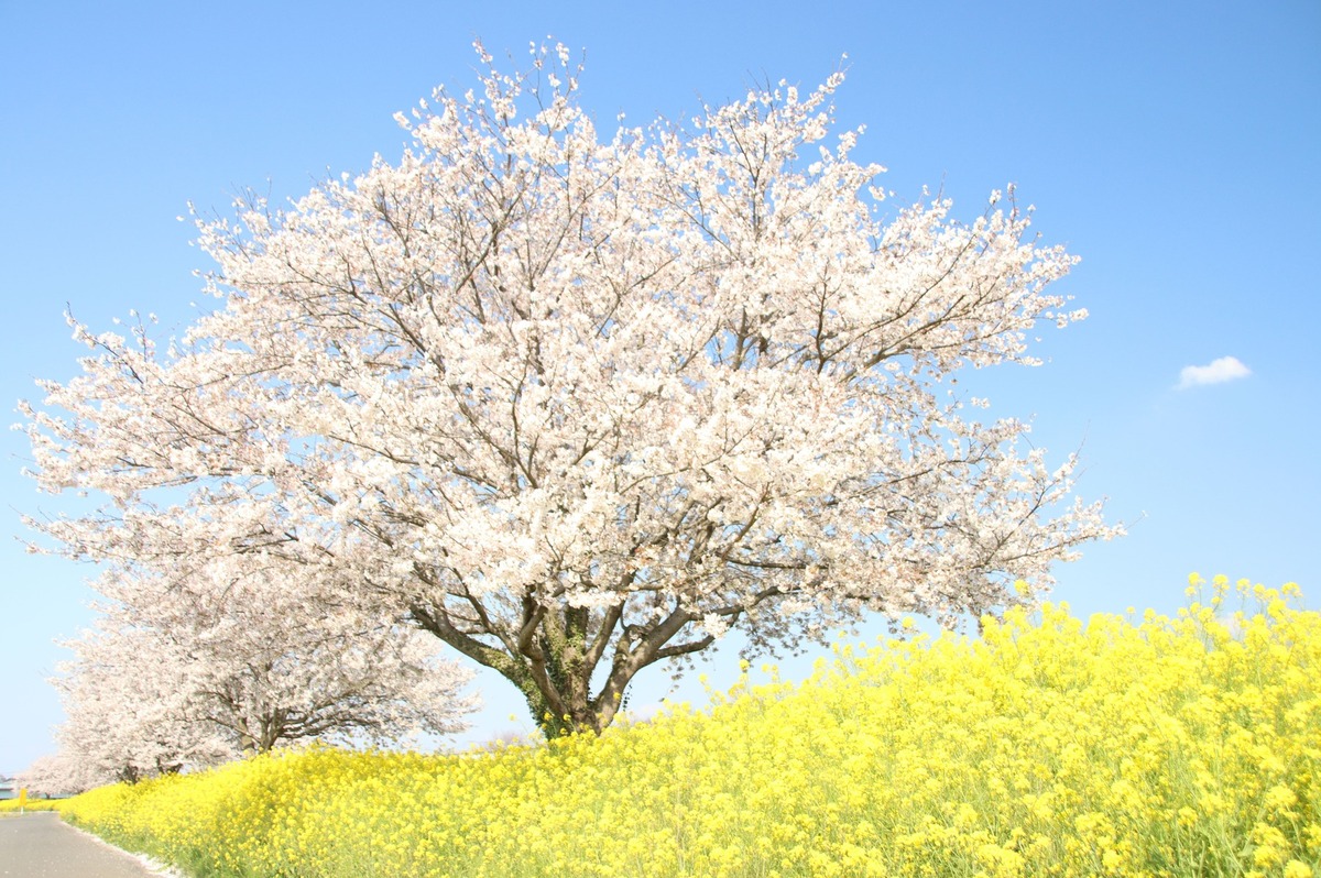 桜と菜の花