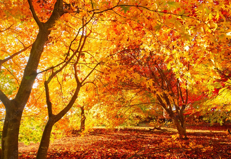 彩り豊かな紅葉のトンネル