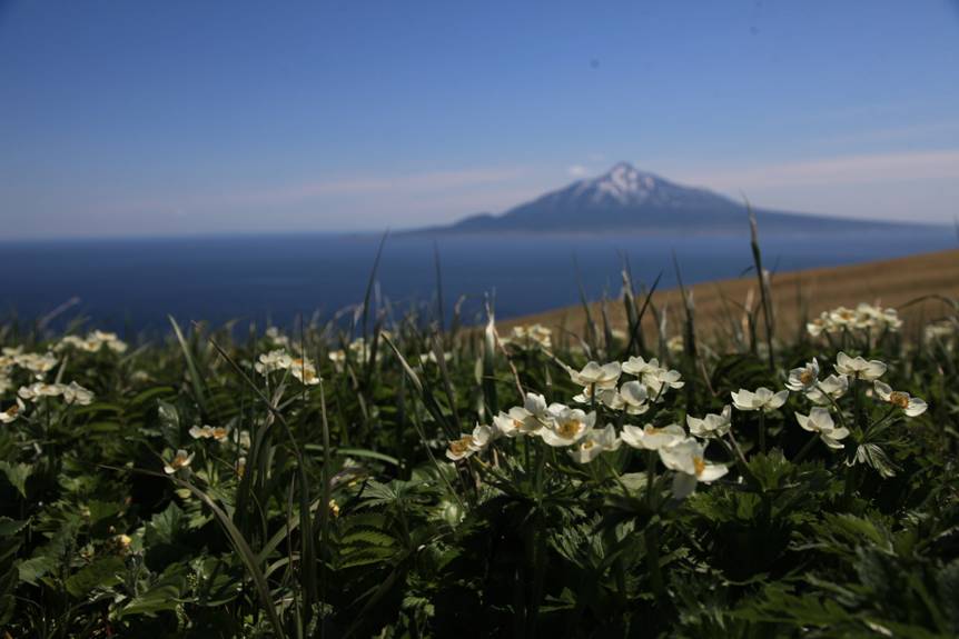 礼文島から眺める利尻島