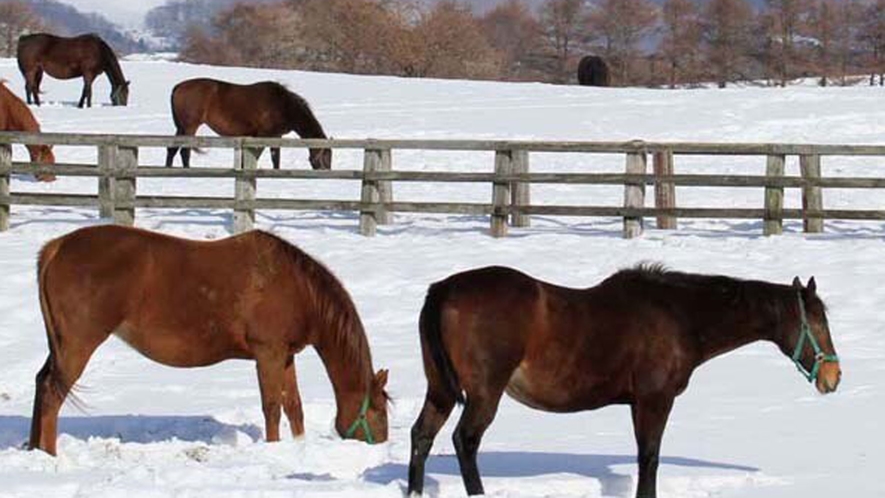 【牧場の馬】雪景色