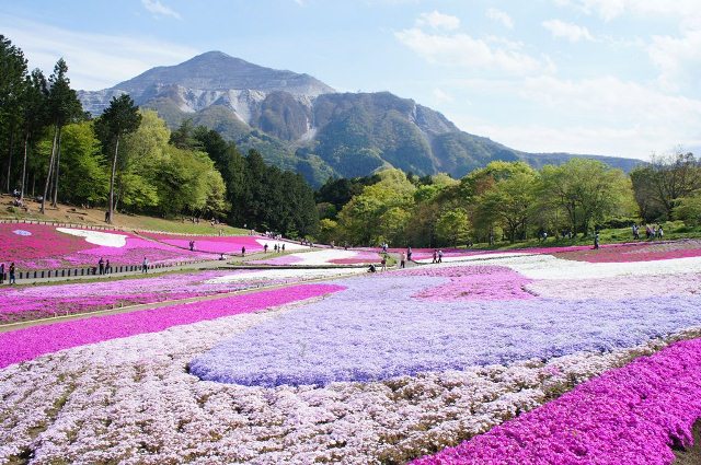 芝桜