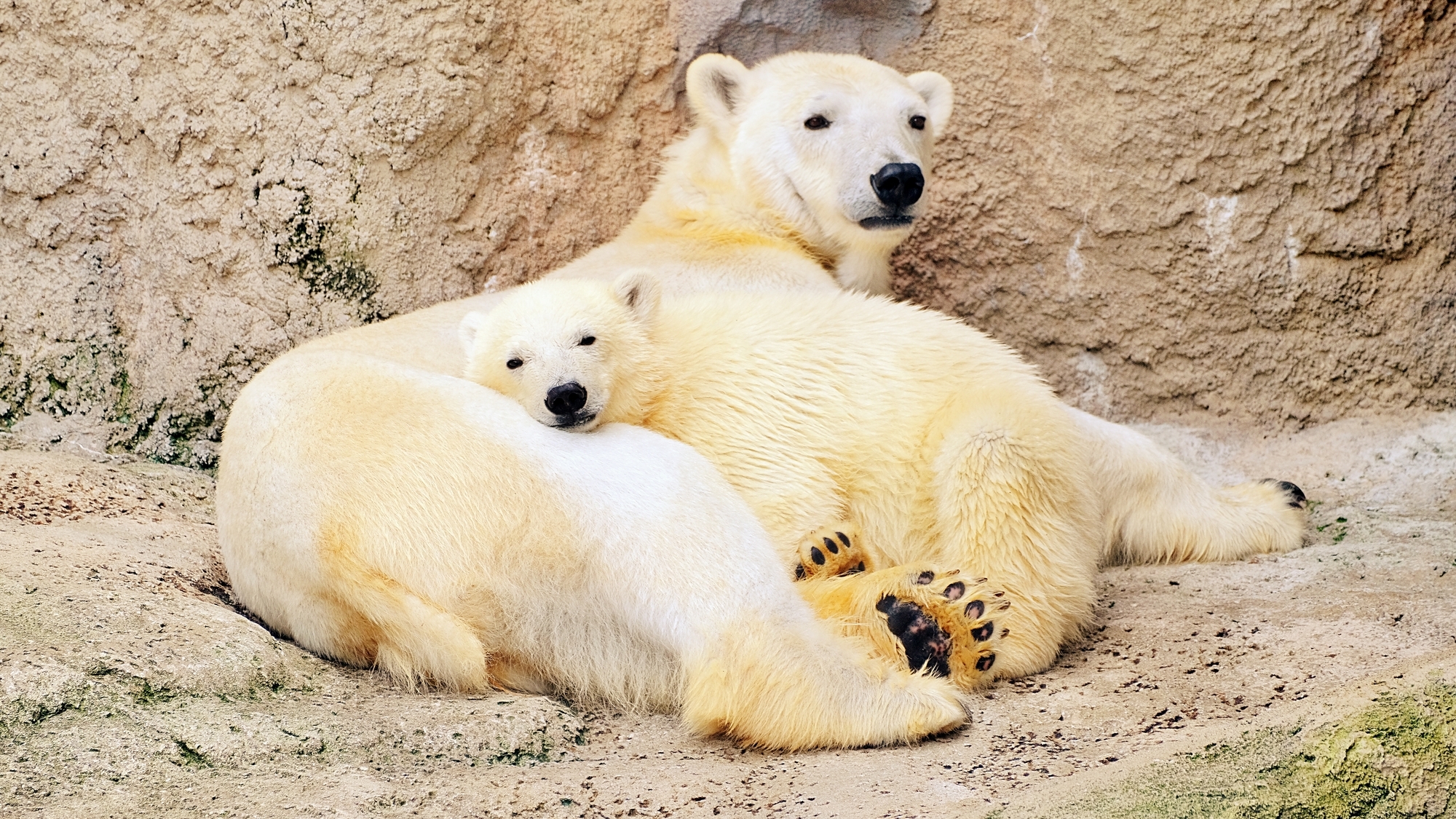 【当館から車で約25分】旭山動物園