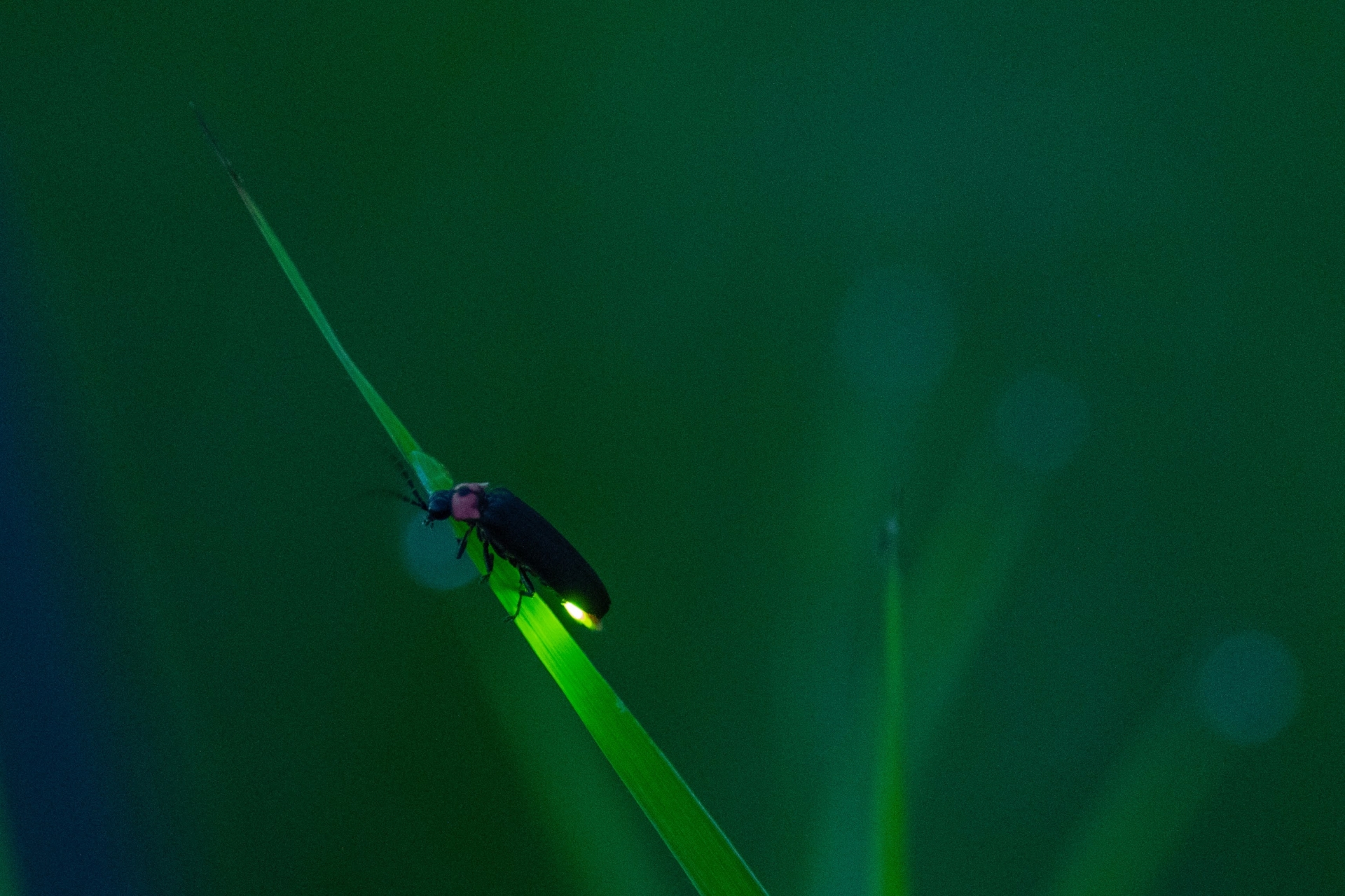 梅雨の時期に近くの田んぼでホタルが観られます（写真はイメージです）