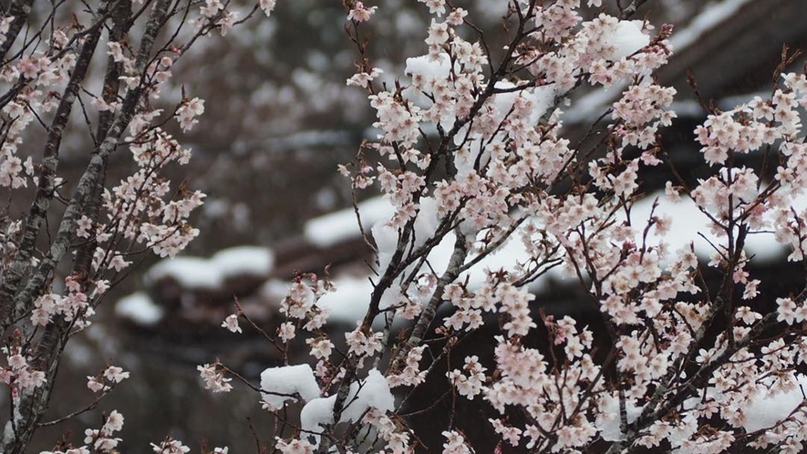 *【春】桜にもたまに季節外れの雪が。