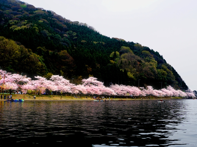 海津大崎の桜イメージ