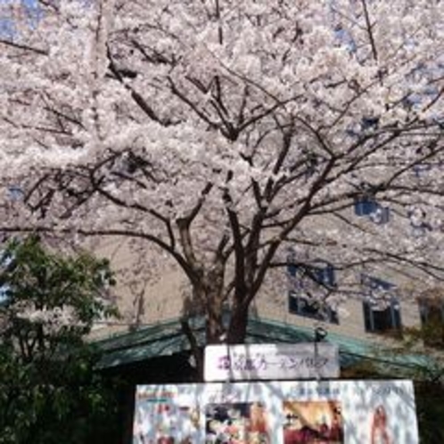 京都ガーデンパレスに咲く大輪の桜