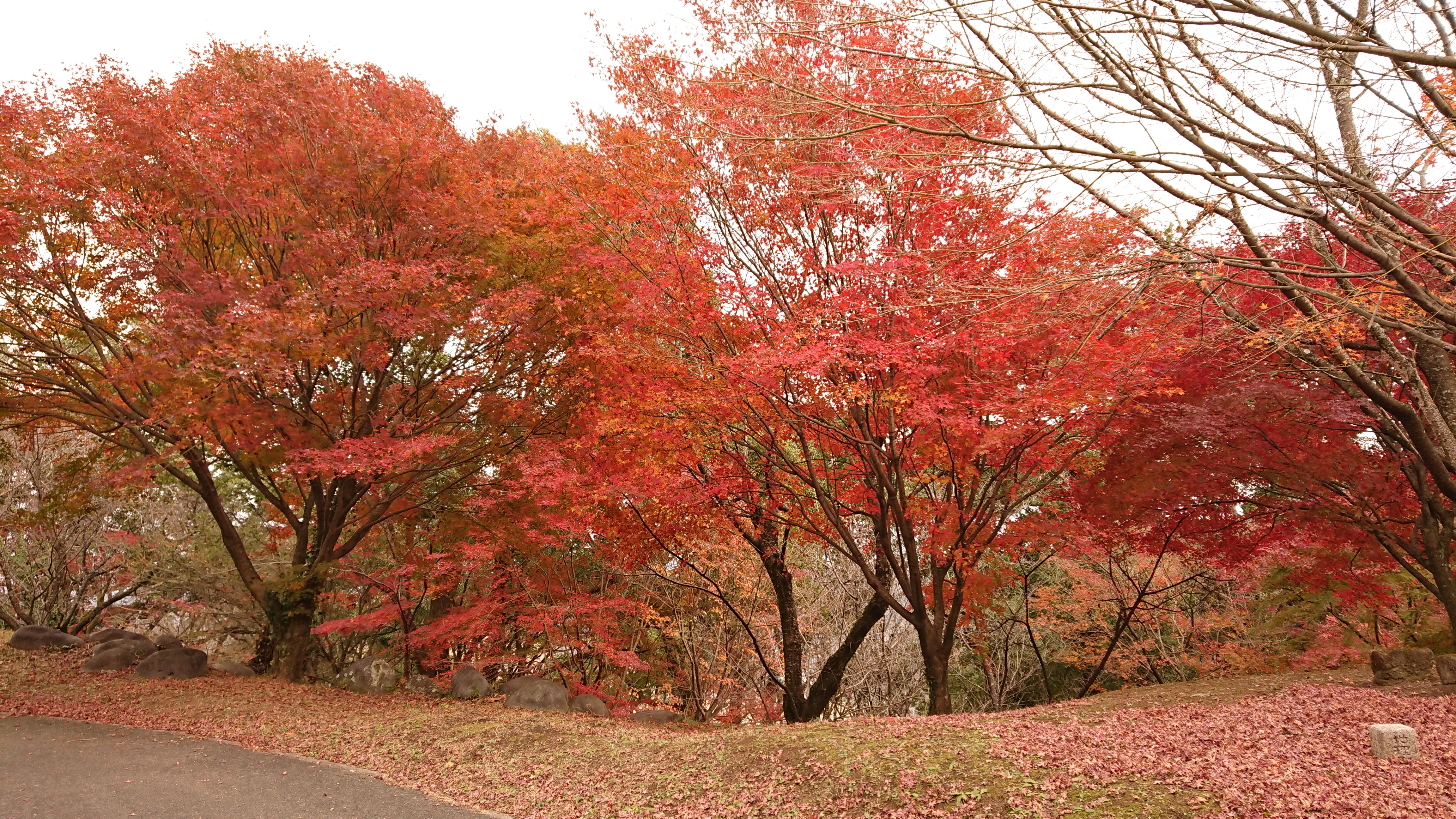 菊池公園の紅葉