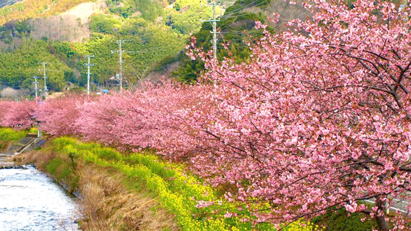 【2/1〜2/28！河津桜でお花見】【現金決済用】春の2大特典＜桜のソルティドッグ＆お刺身＞