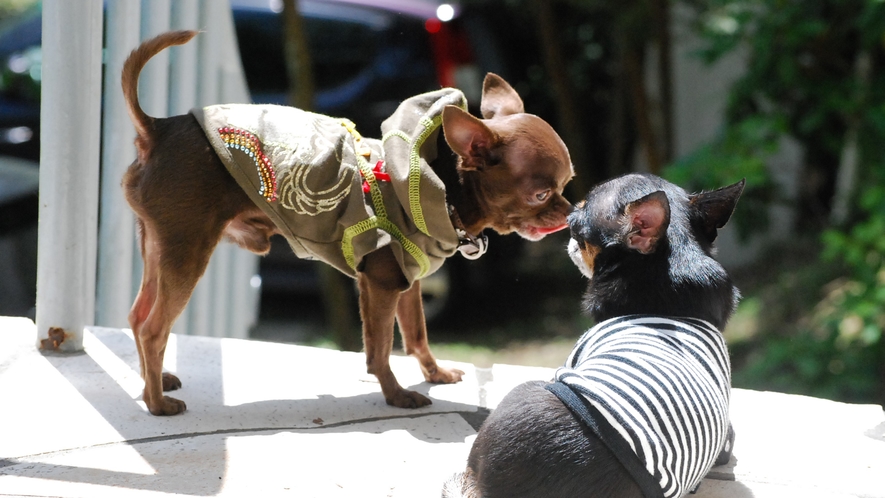 *可愛い愛犬と癒しの旅♪