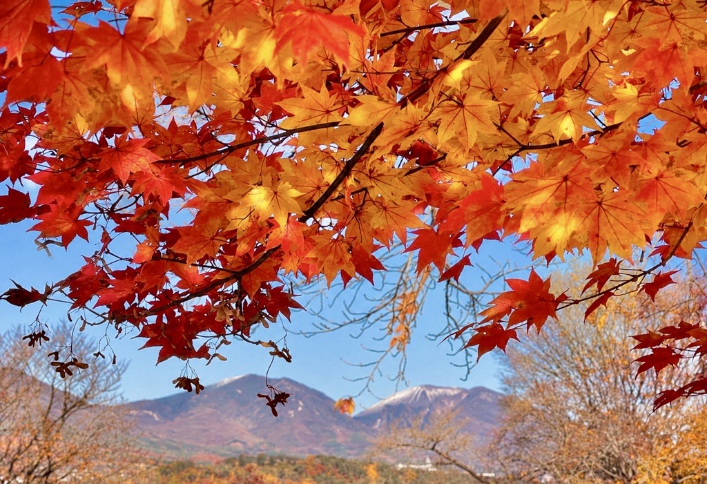 紅葉シーズン