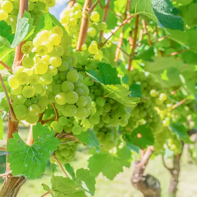 マンズワイン小諸ワイナリー