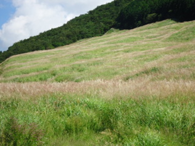 仙石原　すすき　初秋